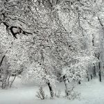 Qishda qanday ob-havo kuzatiladi