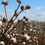 Qishloq xo‘jaligi sug‘urtasi jamg‘armasi tashkil etiladi