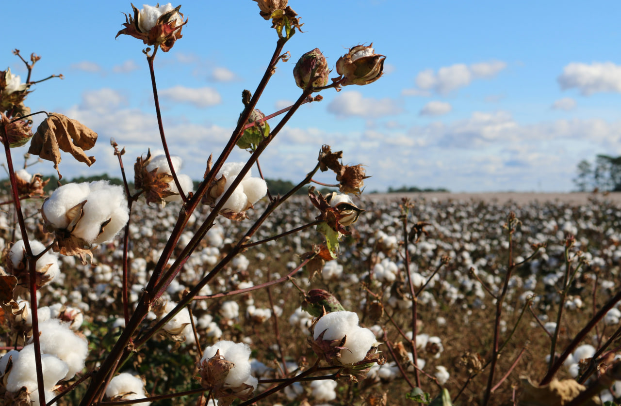 Qishloq xo‘jaligi sug‘urtasi jamg‘armasi tashkil etiladi