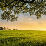 Surxondaryoda va Farg‘onada yer savdosi bilan bog‘liq firibgarlik holatlari fosh etildi