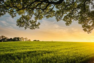 Surxondaryoda va Farg‘onada yer savdosi bilan bog‘liq firibgarlik holatlari fosh etildi