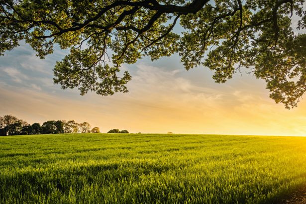 Surxondaryoda va Farg‘onada yer savdosi bilan bog‘liq firibgarlik holatlari fosh etildi