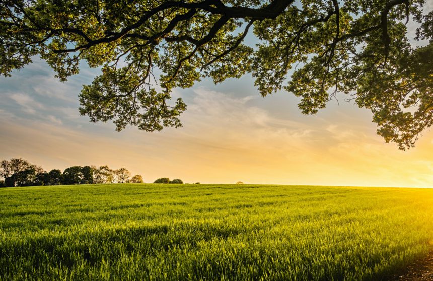 Surxondaryoda va Farg‘onada yer savdosi bilan bog‘liq firibgarlik holatlari fosh etildi