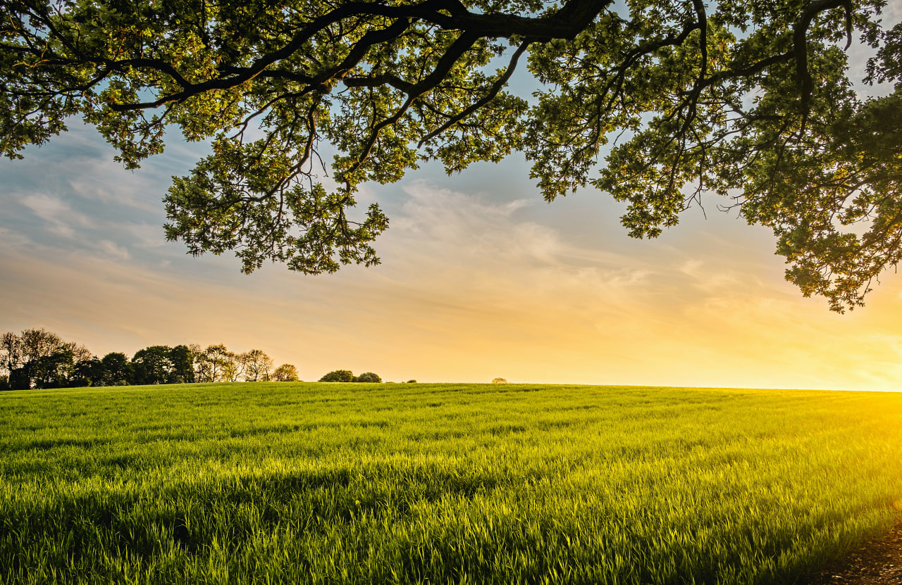 Surxondaryoda va Farg‘onada yer savdosi bilan bog‘liq firibgarlik holatlari fosh etildi