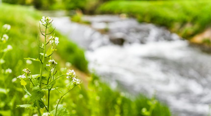 Toshkentda ekologik vaziyatni yaxshilash bo‘yicha komissiya tuziladi