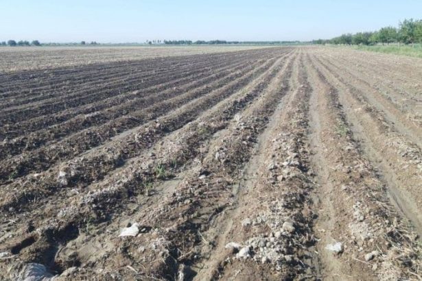 Qishloq xo‘jaligiga mo‘ljallangan yerlarga normativ qiymat belgilash tartibi tasdiqlandi