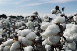 O‘zbekiston kelasi yilda 4,5 million tonna paxta tayyorlashni rejalashtirmoqda