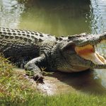 Hindistonda erkak daryo bo‘yida timsoh qurboni bo‘ldi