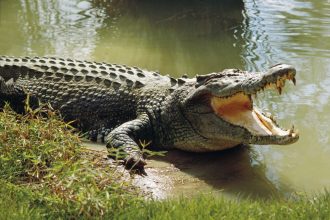 Hindistonda erkak daryo bo‘yida timsoh qurboni bo‘ldi