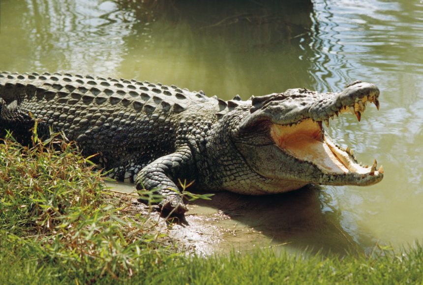 Hindistonda erkak daryo bo‘yida timsoh qurboni bo‘ldi