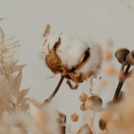 Qishloq xo‘jaligi subyektlariga sotilgan paxta xomashyosi uchun subsidiya ajratiladi