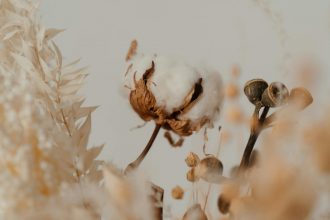 Qishloq xo‘jaligi subyektlariga sotilgan paxta xomashyosi uchun subsidiya ajratiladi