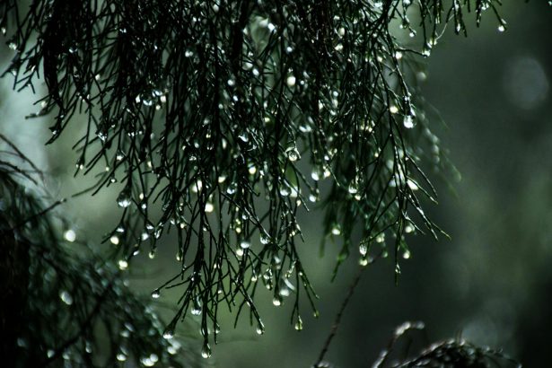 12-dekabr kuni qanday ob-havo kuzatiladi