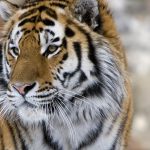 Hindistonda yo‘lbars fermerni parchalab o‘ldirdi