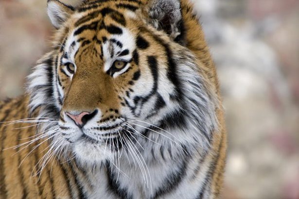 Hindistonda yo‘lbars fermerni parchalab o‘ldirdi