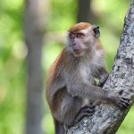 Tailandda maymun tishlagan erkak vafot etdi