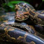 Tayvanda ilon ko‘cha o‘rtasida odamga hujum qildi