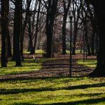 Hokimlik blogerga daraxt ekkani uchun jarima solingani haqidagi xabarlarni rad etdi