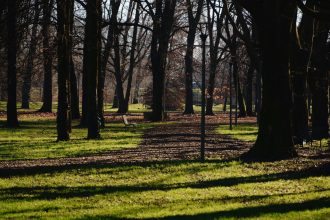 Hokimlik blogerga daraxt ekkani uchun jarima solingani haqidagi xabarlarni rad etdi