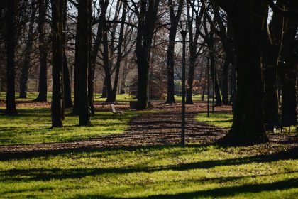 Hokimlik blogerga daraxt ekkani uchun jarima solingani haqidagi xabarlarni rad etdi