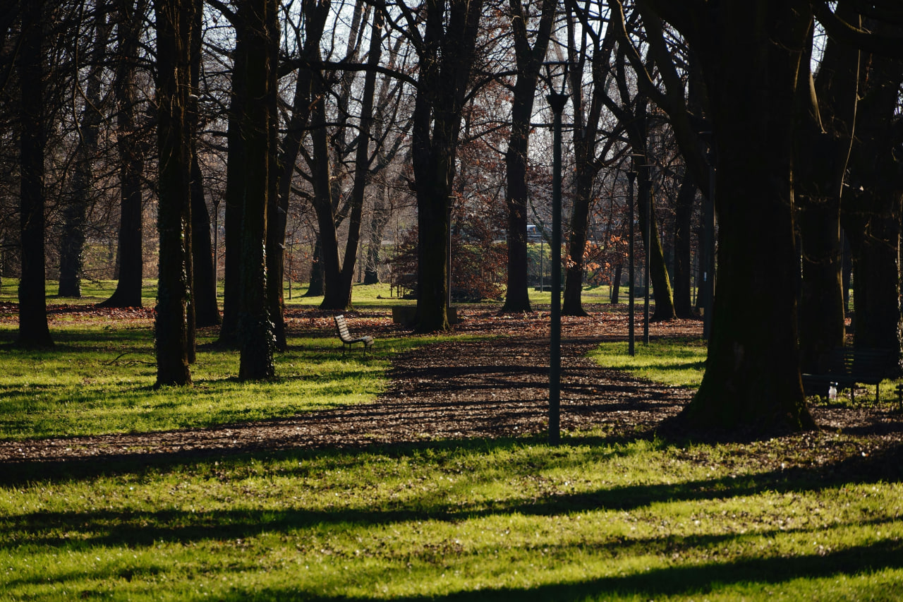Hokimlik blogerga daraxt ekkani uchun jarima solingani haqidagi xabarlarni rad etdi