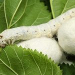 Pillachilik klasterlariga yangi soliq imtiyozlari beriladi