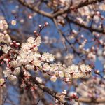 31-mart kuni qanday ob-havo kuzatiladi