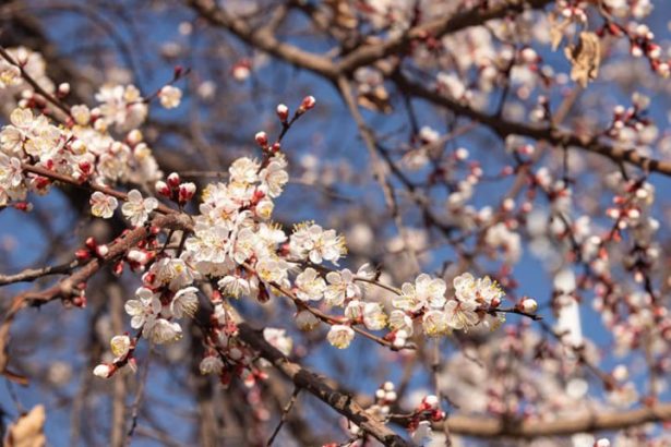 31-mart kuni qanday ob-havo kuzatiladi