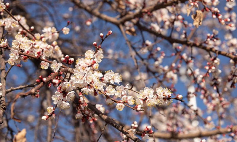 31-mart kuni qanday ob-havo kuzatiladi