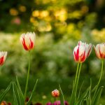 1-aprel uchun ob-havo: ayrim hududlarda yomg‘ir va momaqaldiroq kutilmoqda