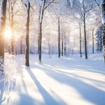 23-dekabr kuni sovuq va tumanli ob-havo kuzatiladi