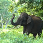 Tailandning Khao Yai milliy bog‘i hududida yovvoyi fil hujumi oqibatida turist halok bo‘ldi. Hodisa 3-fevral tongida sodir bo‘lgan.