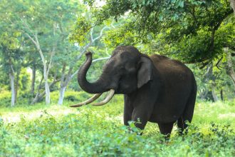 Tailandning Khao Yai milliy bog‘i hududida yovvoyi fil hujumi oqibatida turist halok bo‘ldi. Hodisa 3-fevral tongida sodir bo‘lgan.