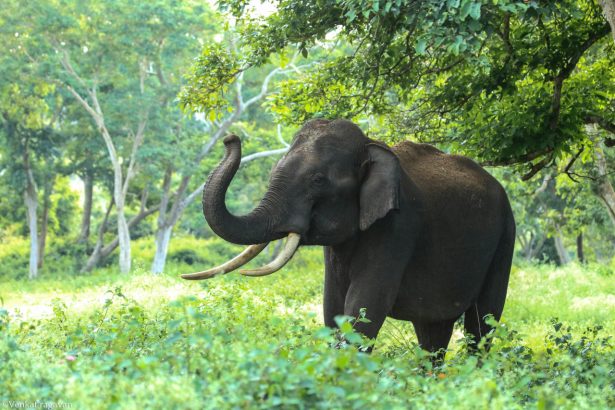 Tailandning Khao Yai milliy bog‘i hududida yovvoyi fil hujumi oqibatida turist halok bo‘ldi. Hodisa 3-fevral tongida sodir bo‘lgan.